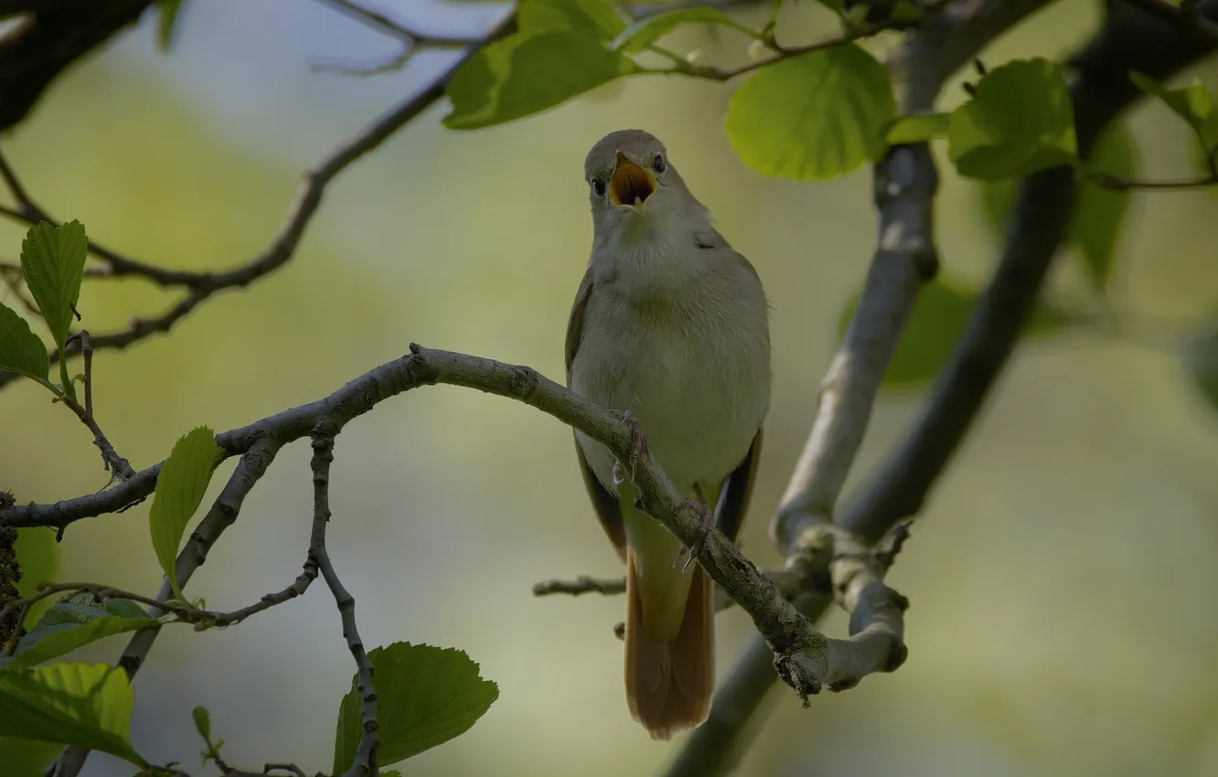 Photo wallpaper nature, bird, 8k