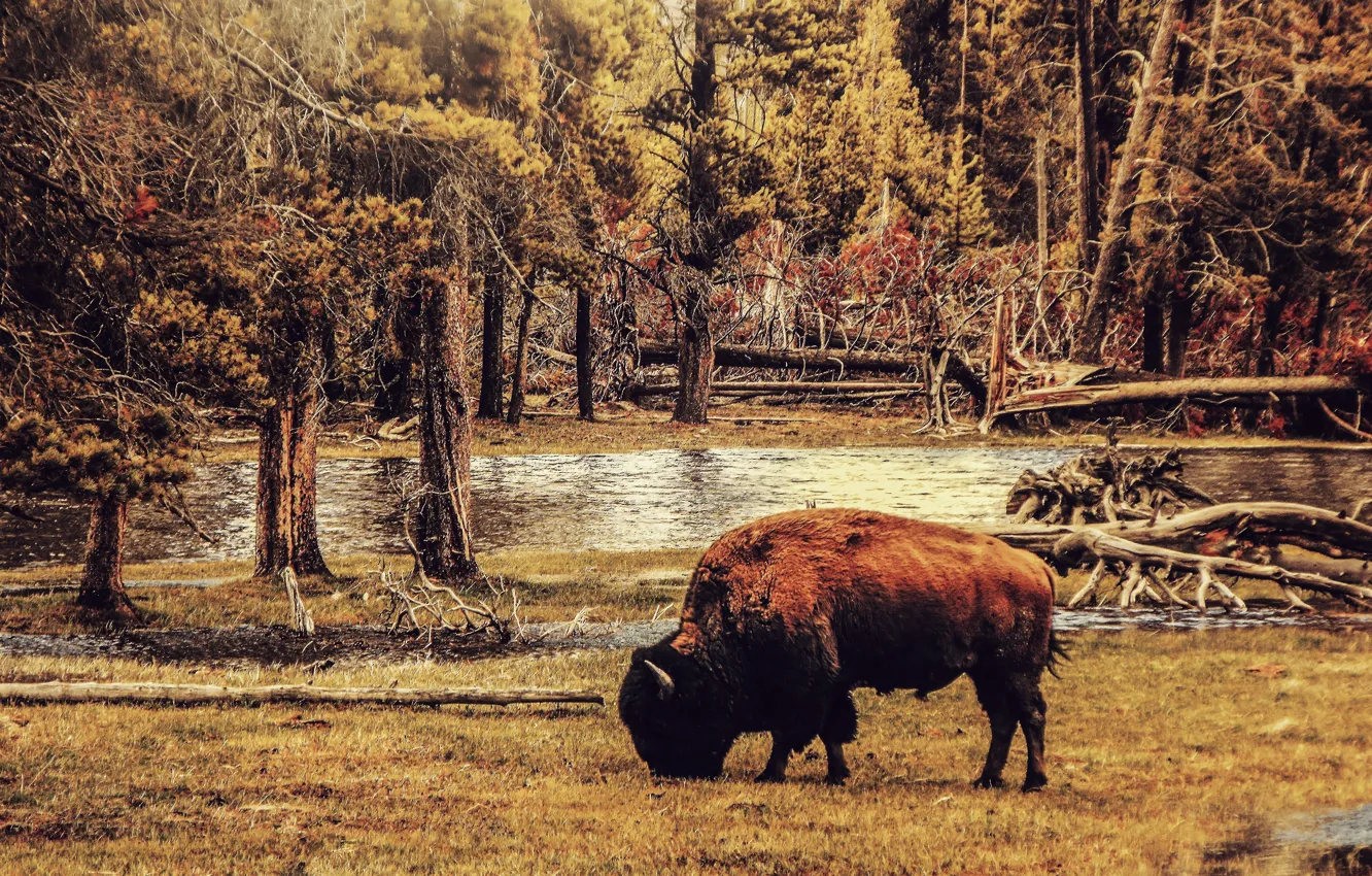 Photo wallpaper USA, big, animal, Bison, Buffalo