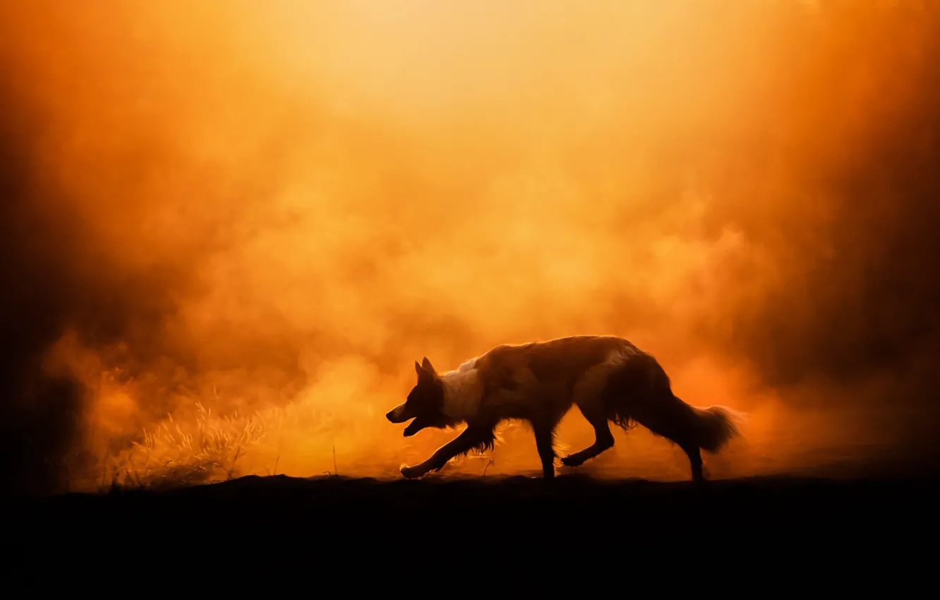 Photo wallpaper fog, smoke, glow, dog, Border Collie, Border collie