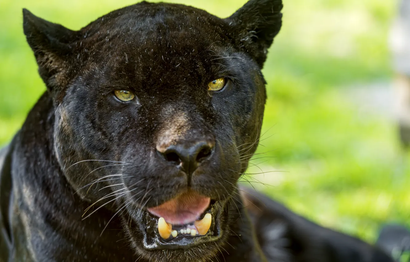 Photo wallpaper cat, look, face, ©Tambako The Jaguar, black Jaguar
