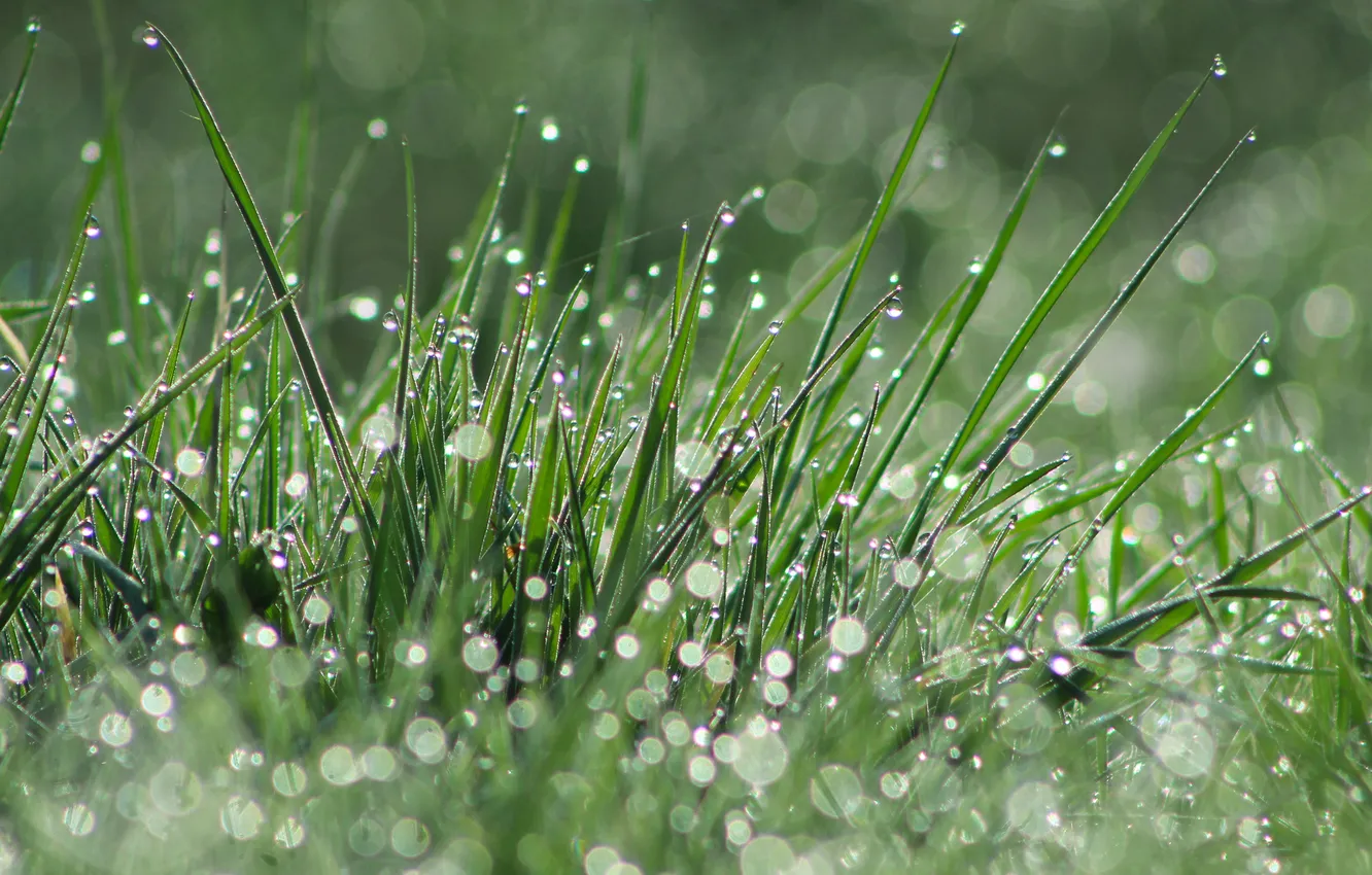 Photo wallpaper grass, water, dew, meadow, dropd