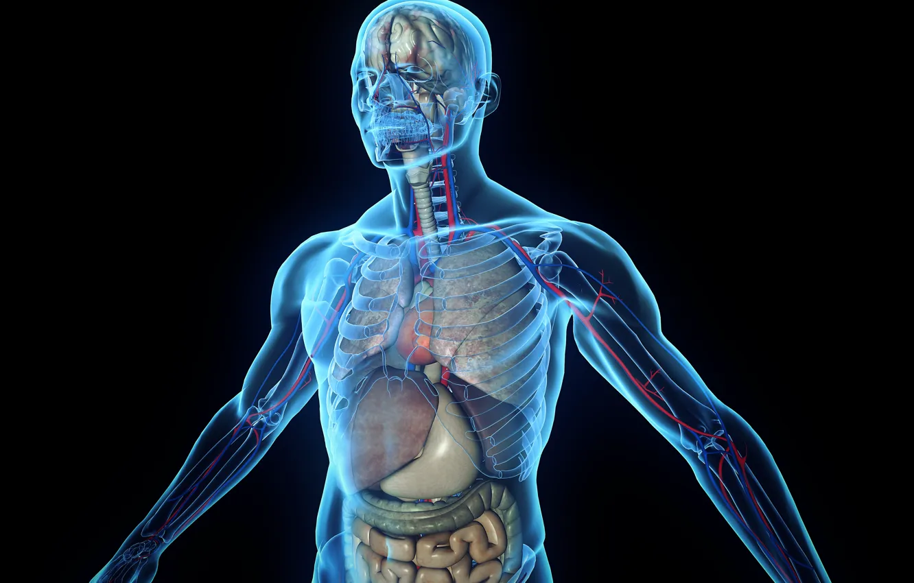 Photo wallpaper skeleton, human body, organs, tissues
