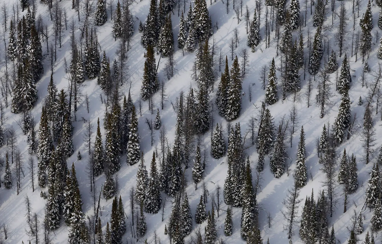 Photo wallpaper winter, snow, spruce, slope, Canada, Yoho national Park
