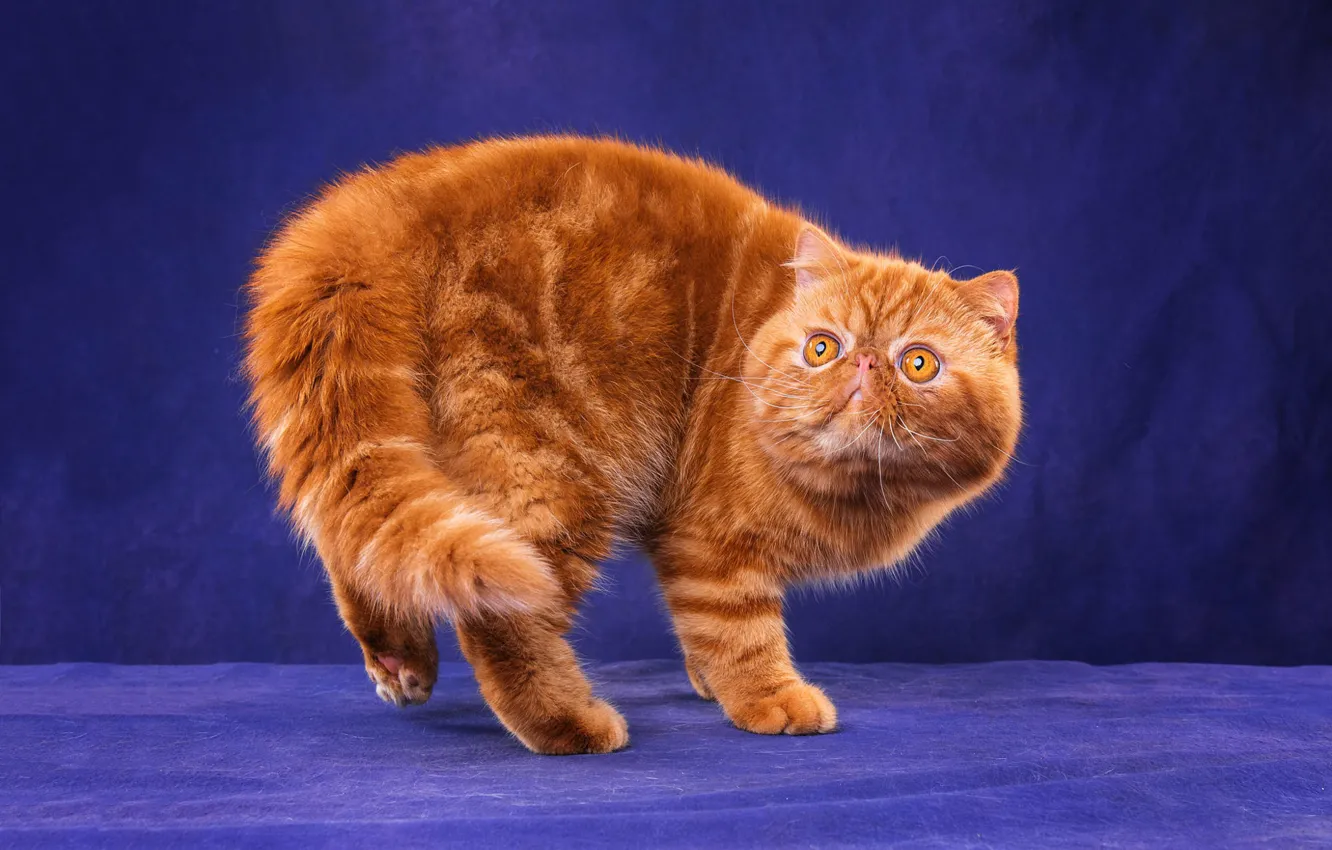 Photo wallpaper cat, cat, look, face, pose, sweetheart, back, legs
