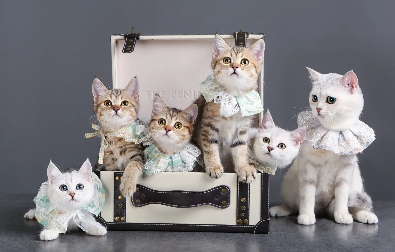 Photo wallpaper cats, kitty, kittens, suitcase, company, mom, a lot, British