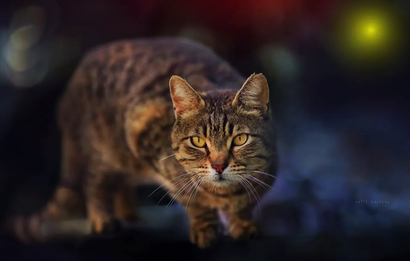 Photo wallpaper cat, cat, look, muzzle, cat