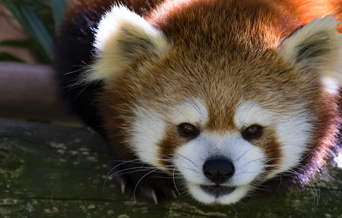 Photo wallpaper portrait, red Panda, log, face, red Panda, close-up