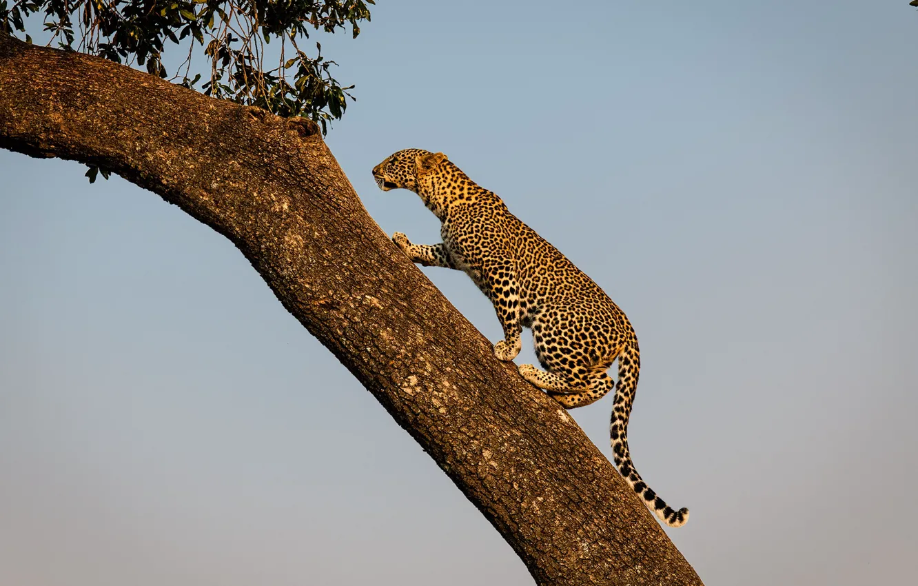 Photo wallpaper trees, leopard, wild cat