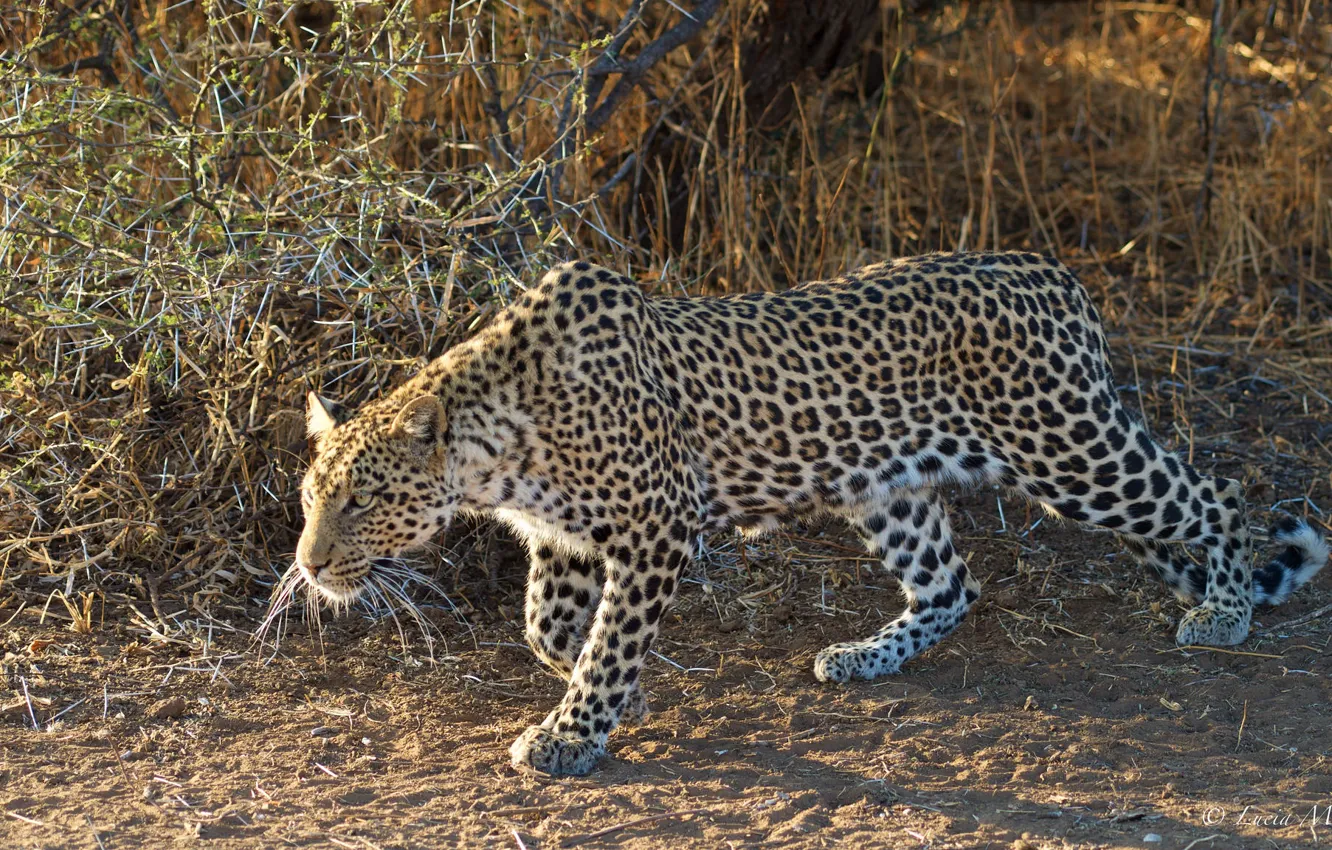 Photo wallpaper nature, leopard, sneaks