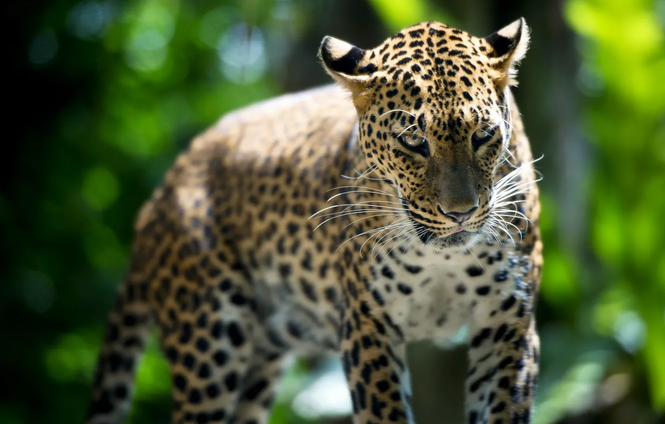 Photo wallpaper beast, Leopard, Singapore Zoo