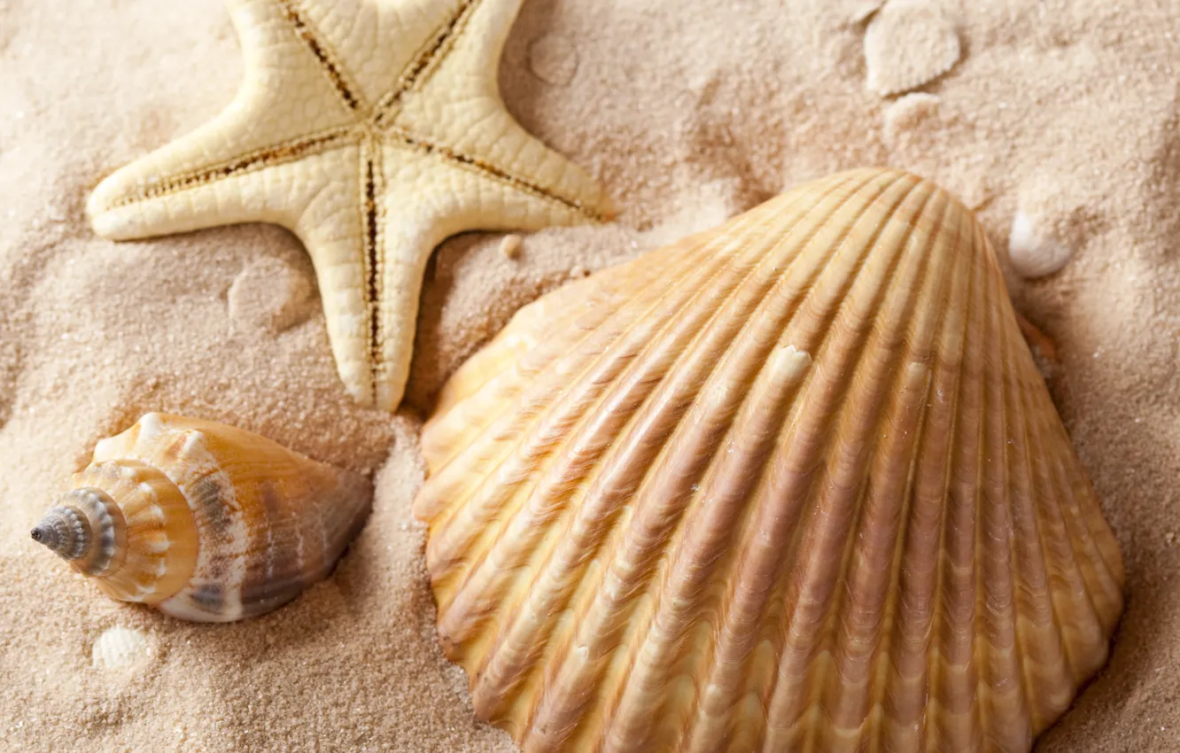 Photo wallpaper sand, sea, summer, shell, starfish, summer, sea, sand