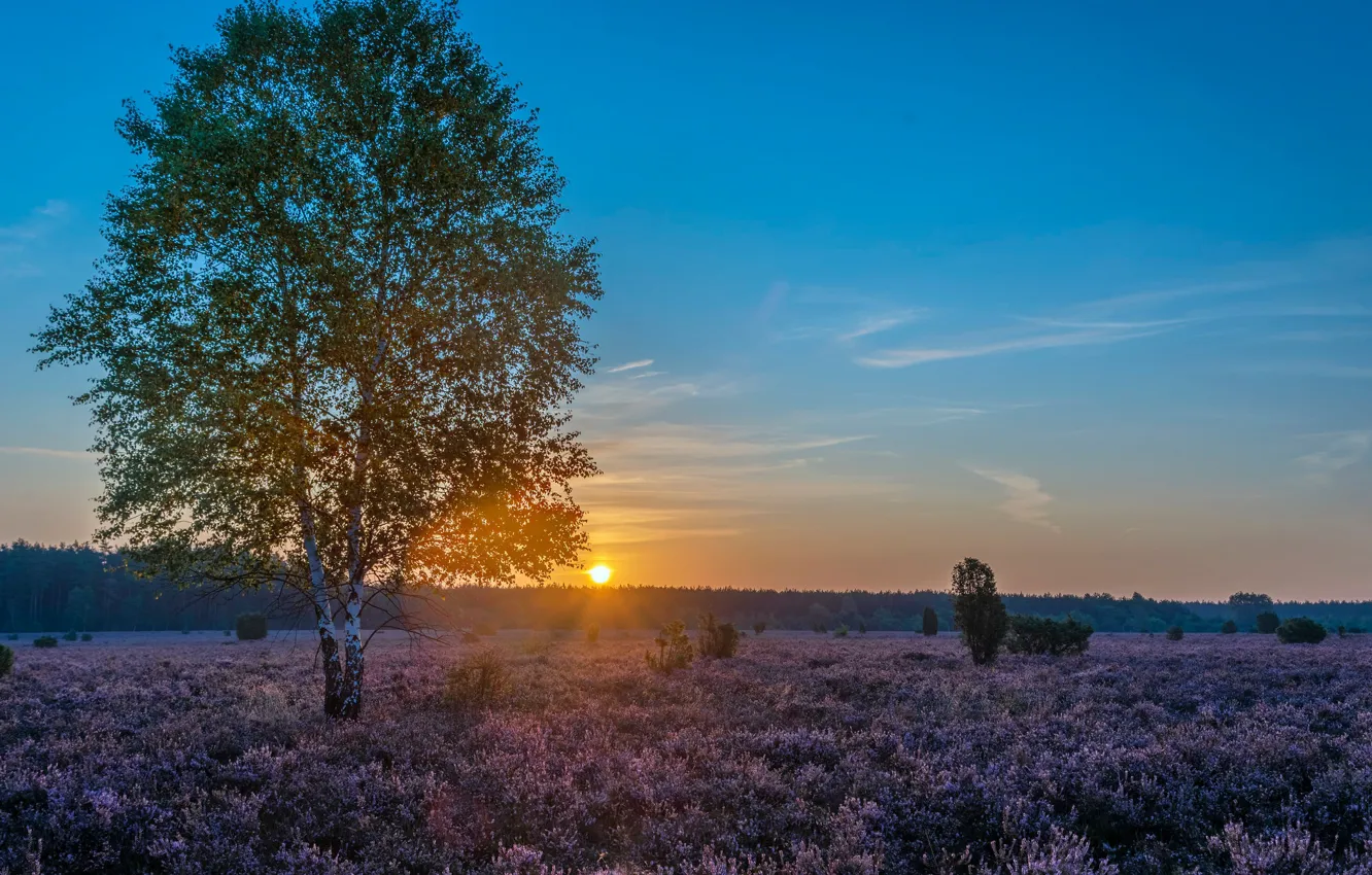 Photo wallpaper trees, sunset, Germany, birch, Germany, Heather, Lower Saxony, Lower Saxony