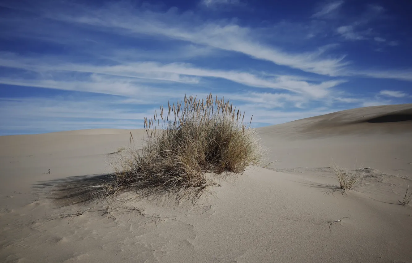Photo wallpaper sand, the sky, the bushes