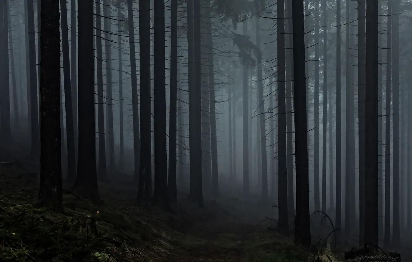 Photo wallpaper forest, trees, nature, fog, Rita Eberle-Wessner