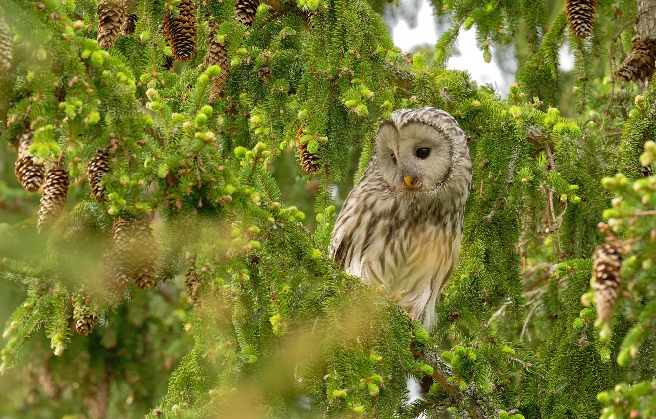 Photo wallpaper look, trees, branches, owl, bird, spruce, needles, bumps