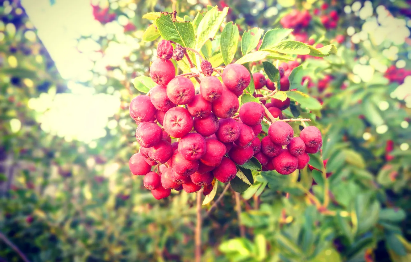 Photo wallpaper leaves, light, trees, glare, color, Rowan, bunches