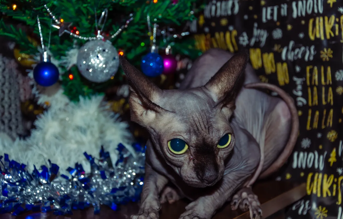 Photo wallpaper cat, holiday, new year, Sphinx, Sphinx kitten, new year 2023