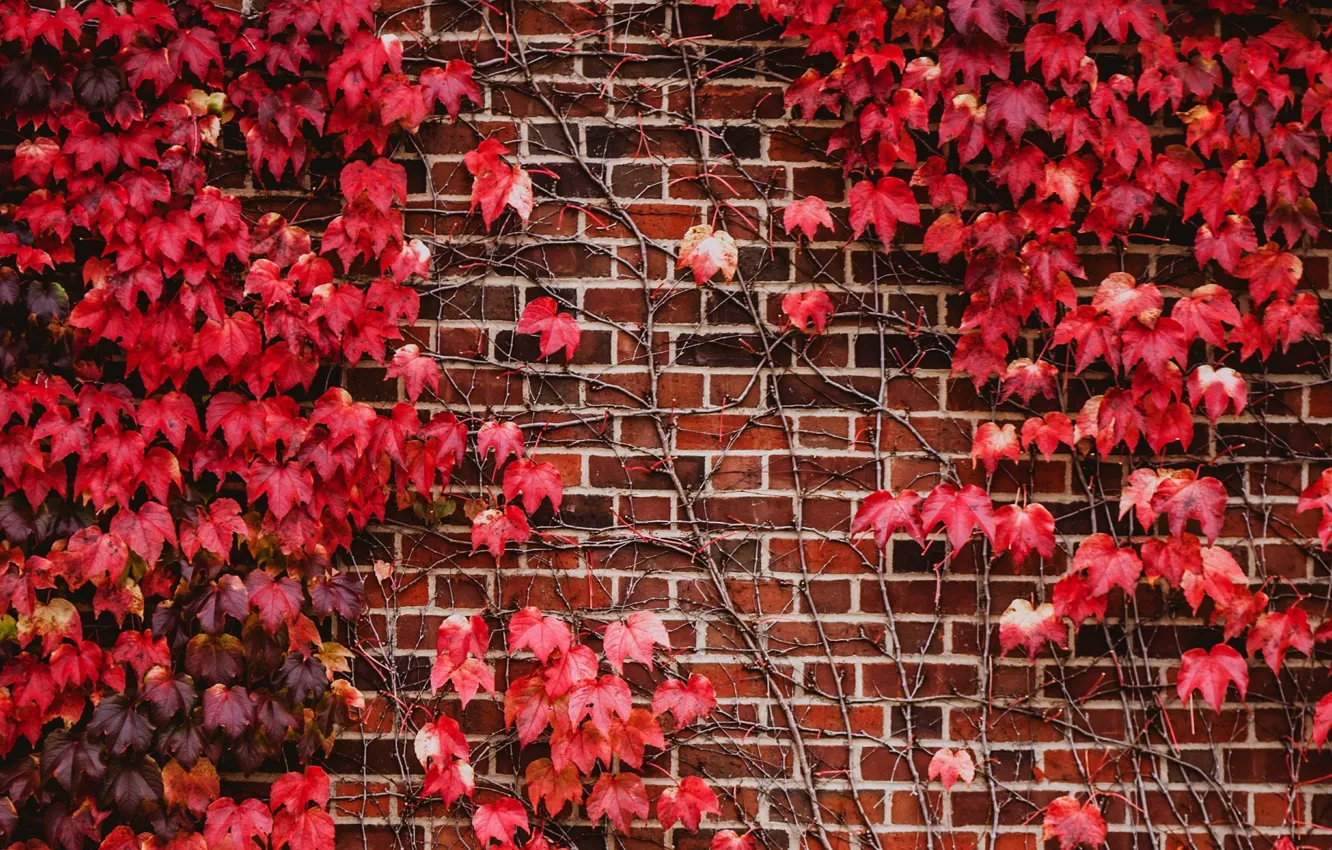 Photo wallpaper wall, plant, red leaves
