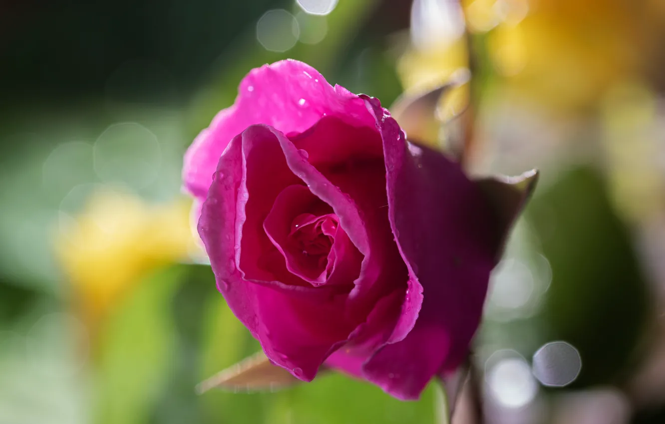 Photo wallpaper pink, roses, flowers, bokeh, macro, lilac