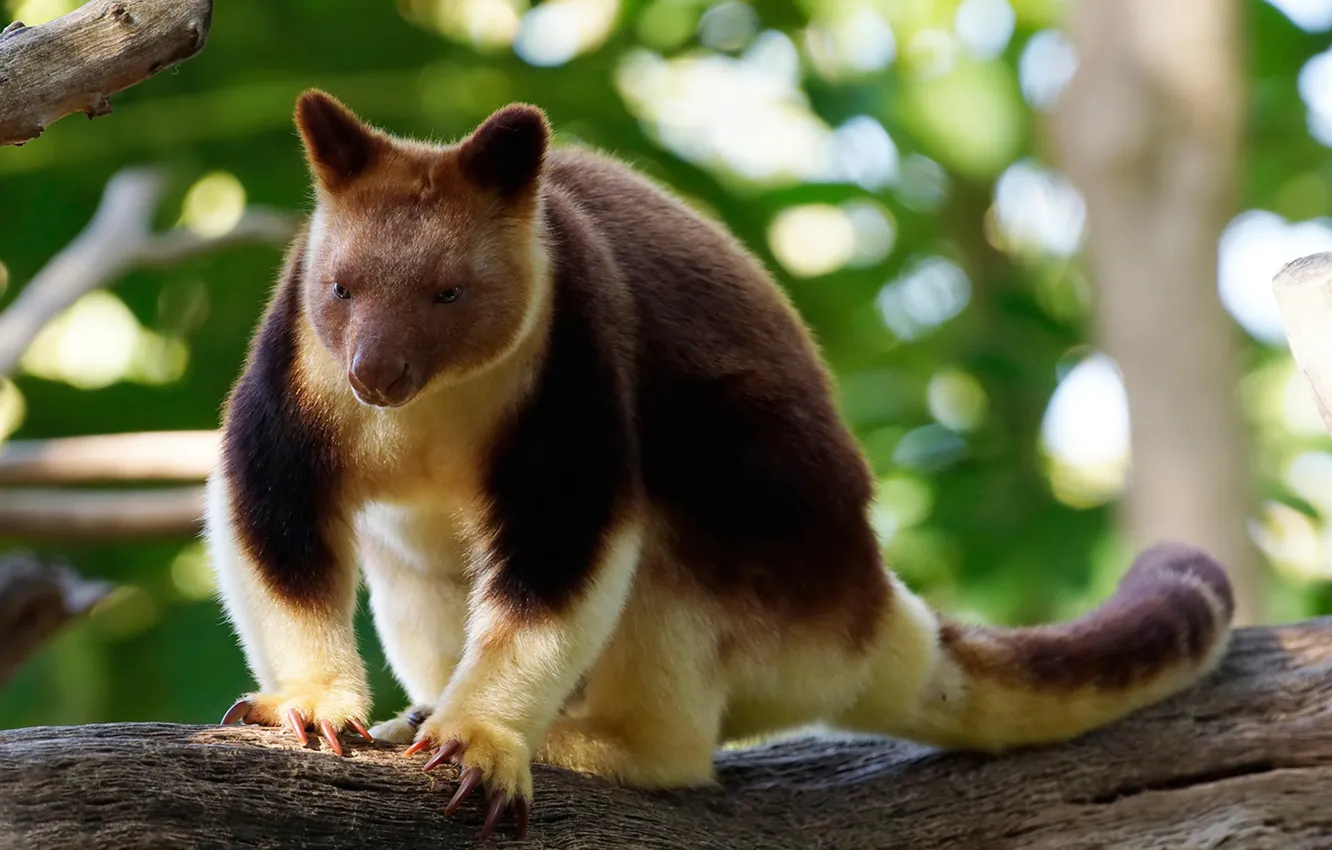 Photo wallpaper nature, kangaroo, Wallaby