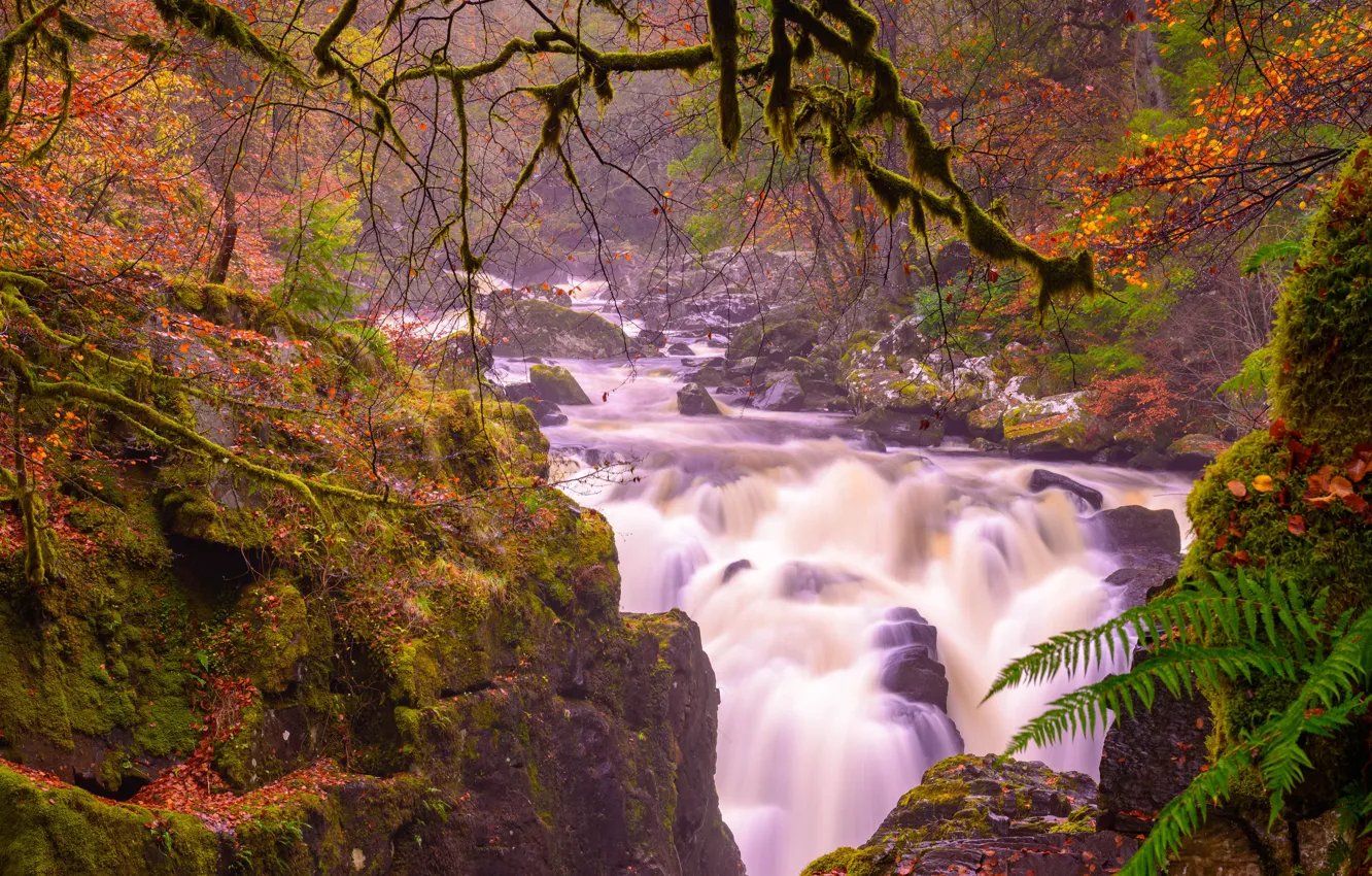 Photo wallpaper autumn, branches, river, stones, waterfall, moss, Scotland, cascade