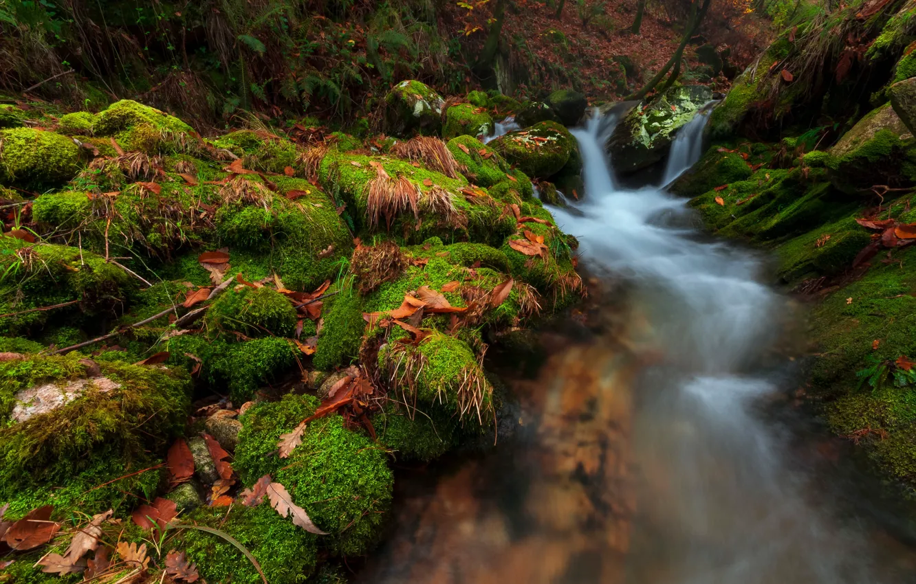 Photo wallpaper greens, autumn, forest, leaves, stones, waterfall, moss, autumn