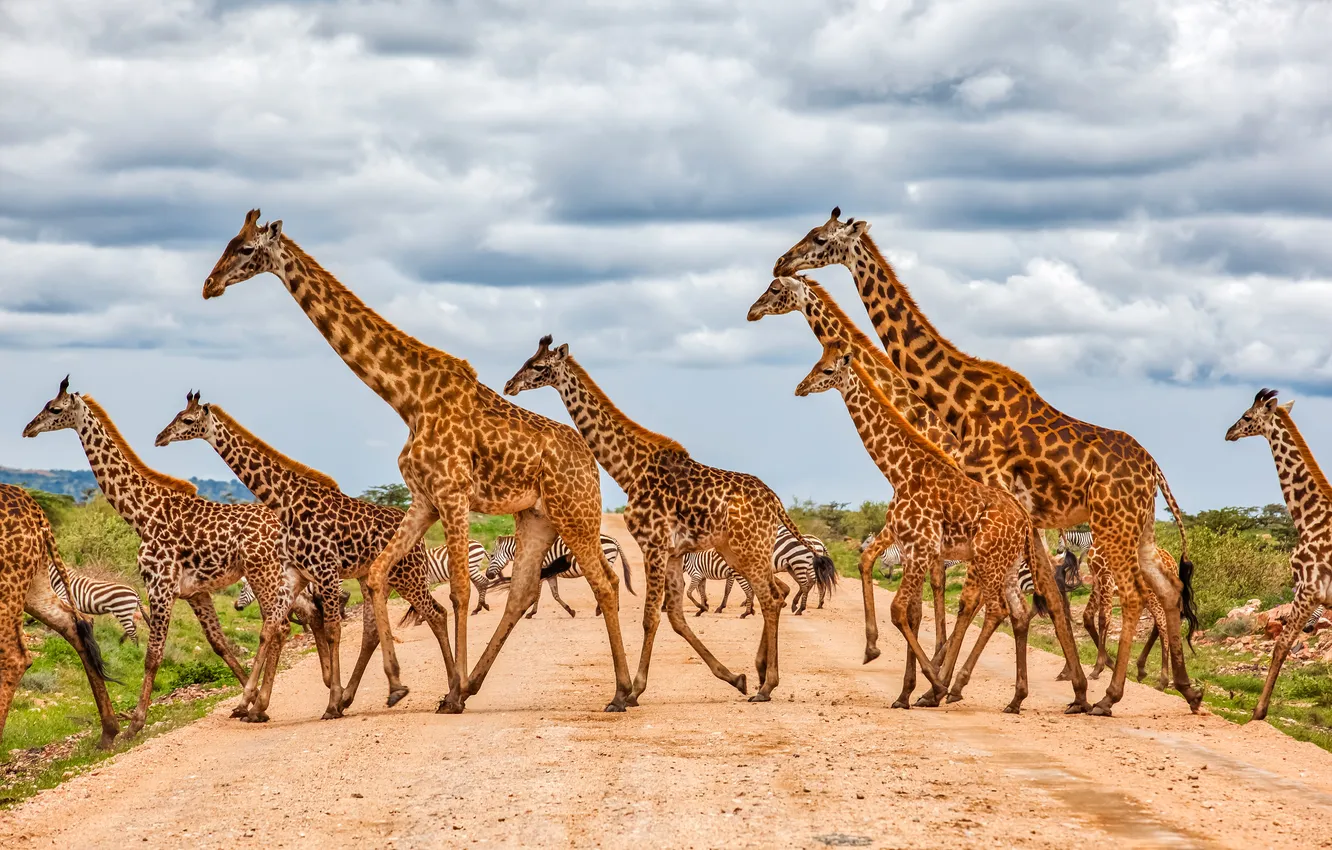 Photo wallpaper road, the sky, clouds, giraffe, Zebra, Savannah, Africa, a lot