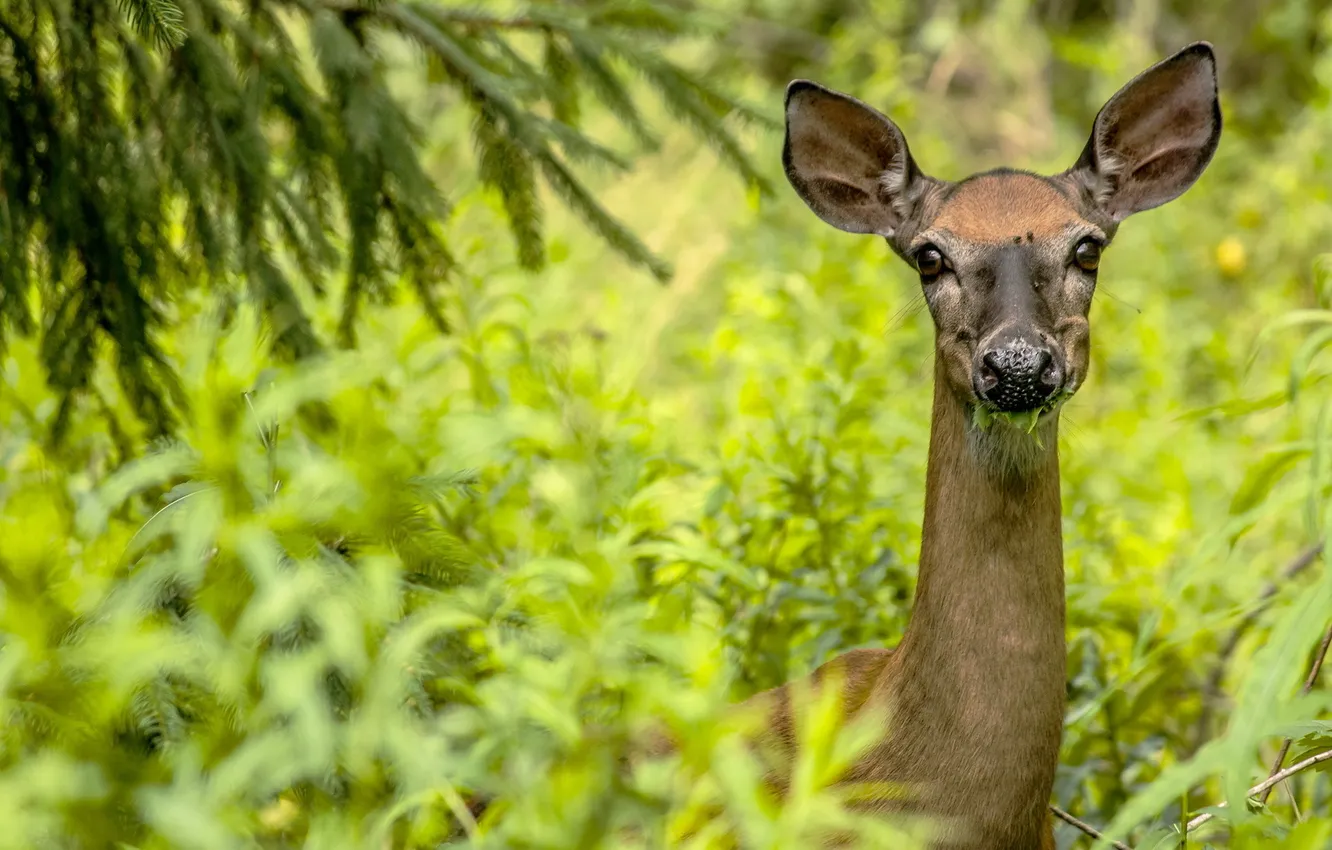 Photo wallpaper forest, summer, nature, ROE