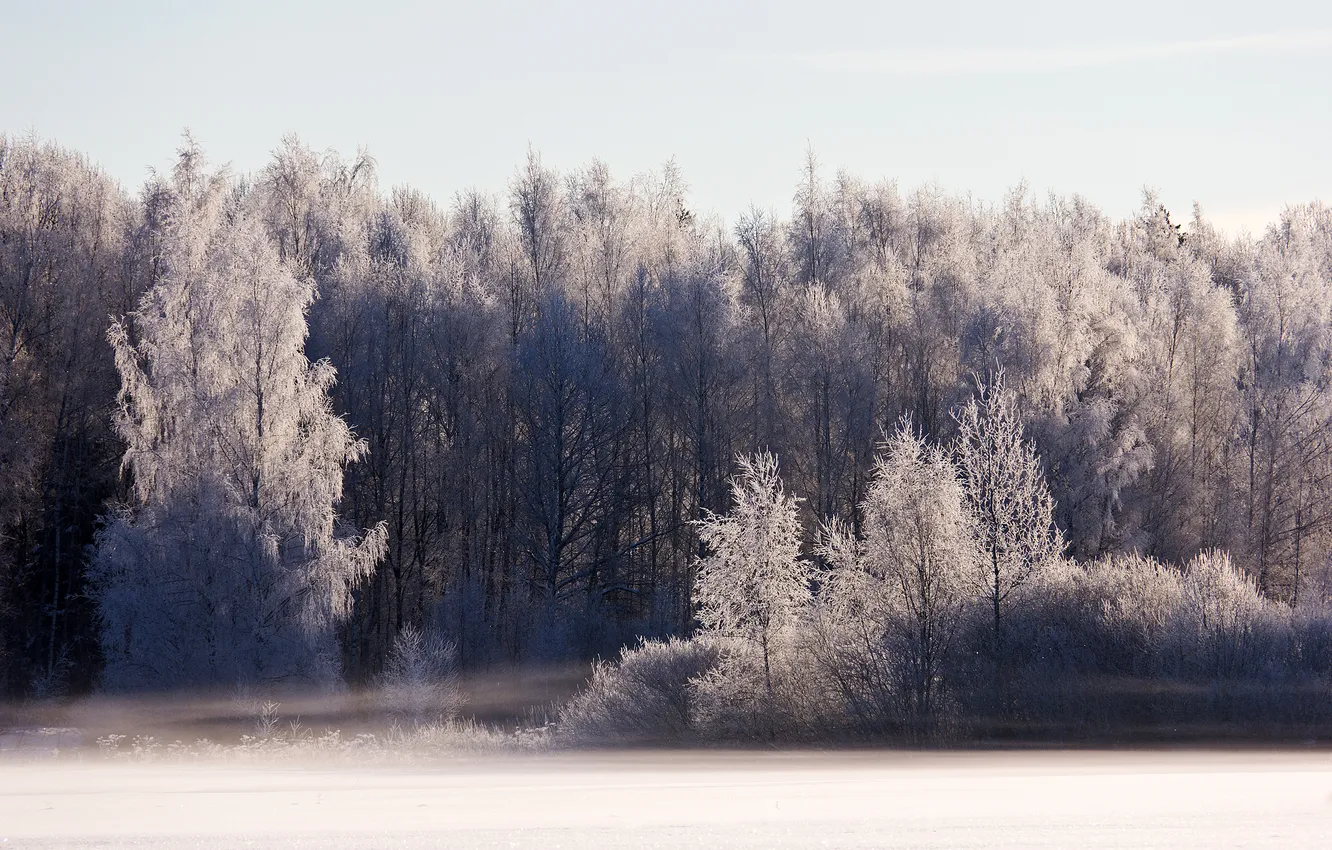 Photo wallpaper winter, frost, forest, light, snow, morning