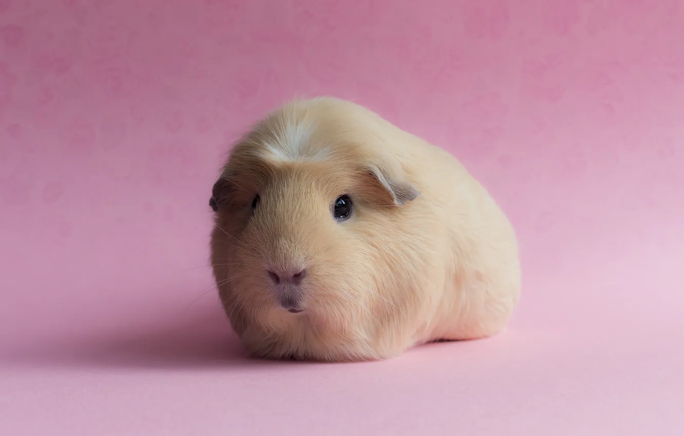 Photo wallpaper background, pink, Guinea pig