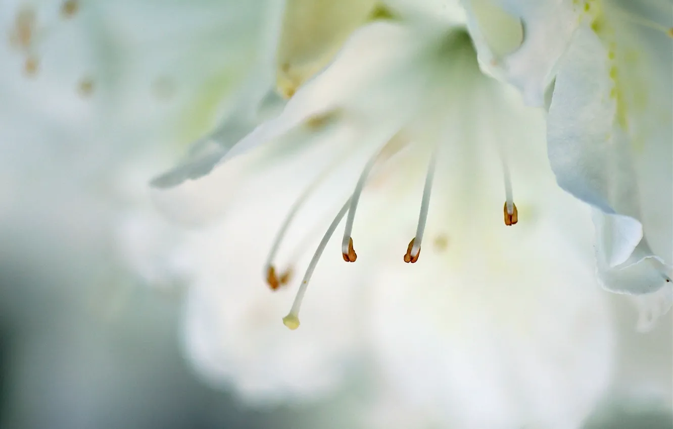 Photo wallpaper macro, flowers