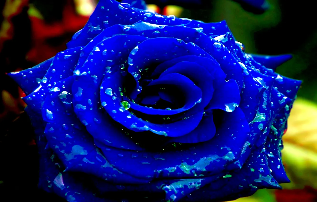 Photo wallpaper rose, flower, rain, blue, dew