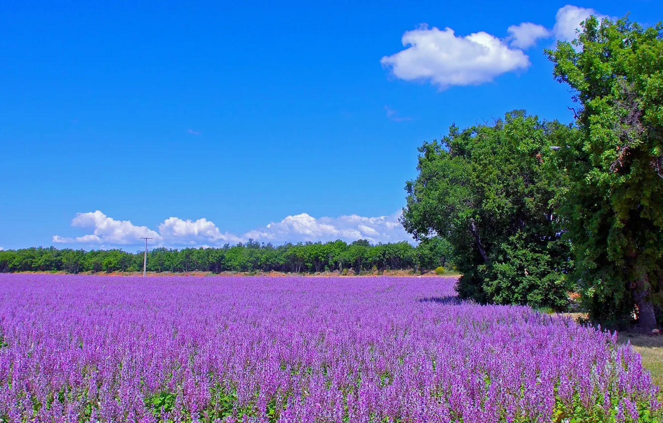 Photo wallpaper road, field, trees, flowers, France, meadow, lavender, plantation