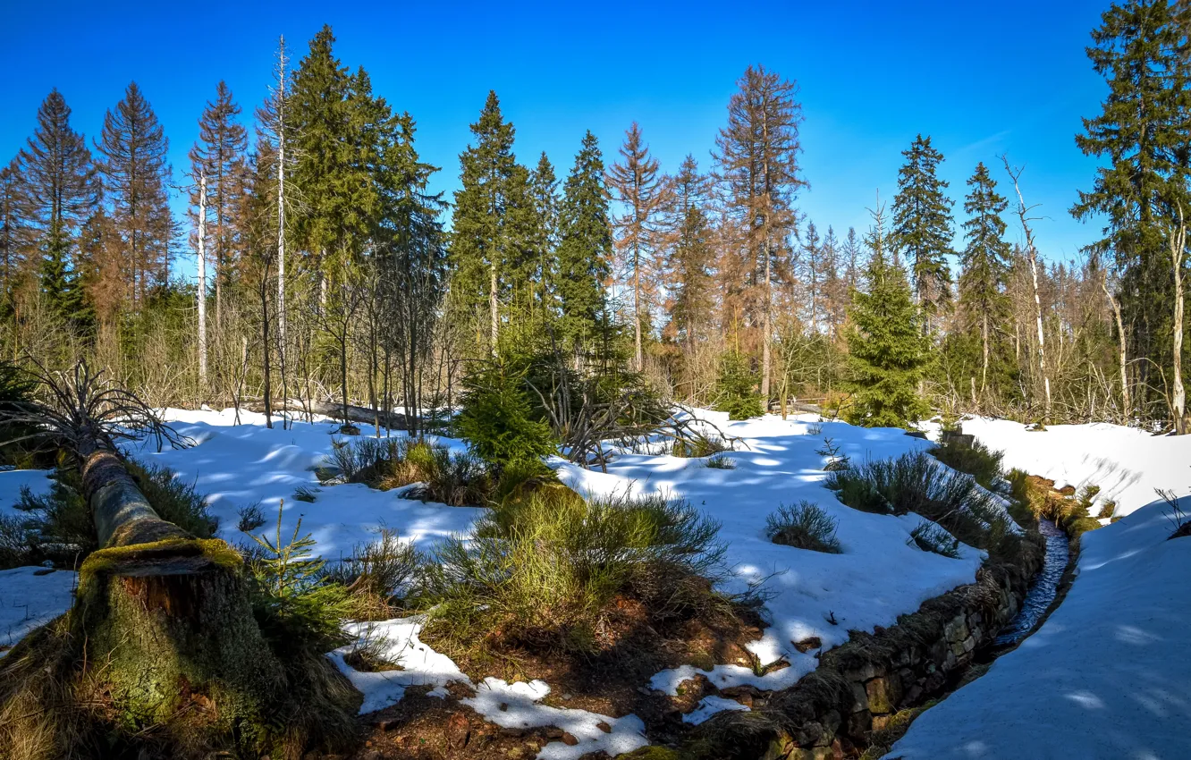 Photo wallpaper winter, forest, Germany