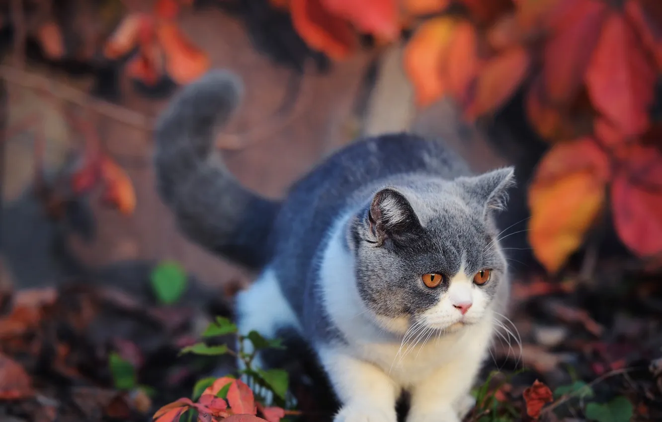 Photo wallpaper autumn, cat, cat, look, leaves, nature, pose, grey