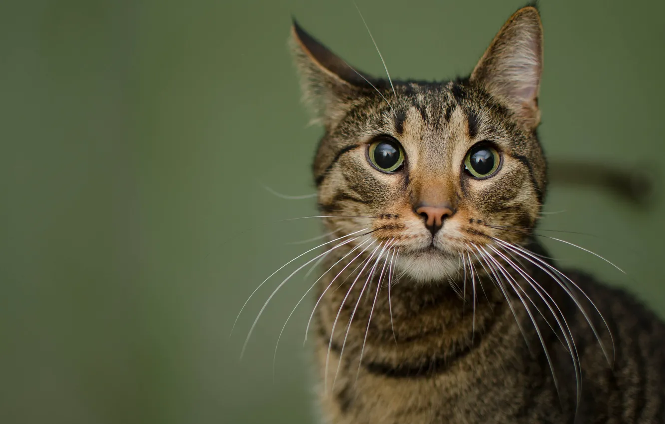 Photo wallpaper cat, eyes, cat, look, face, grey, background, portrait