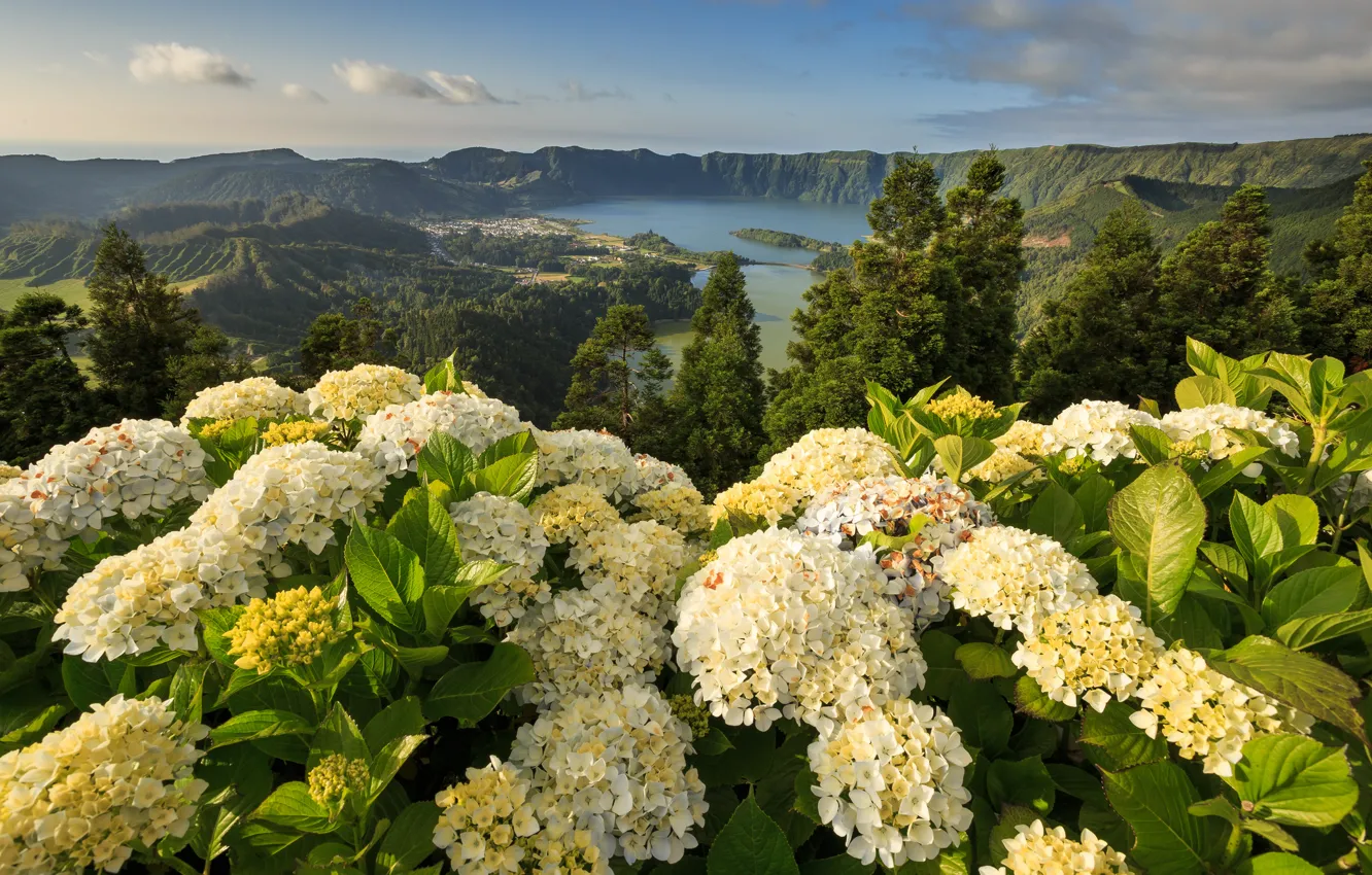 Photo wallpaper flowers, mountains, Portugal, hydrangea, Portugal, Azores, Ponta Delgada, Ponta Delgada