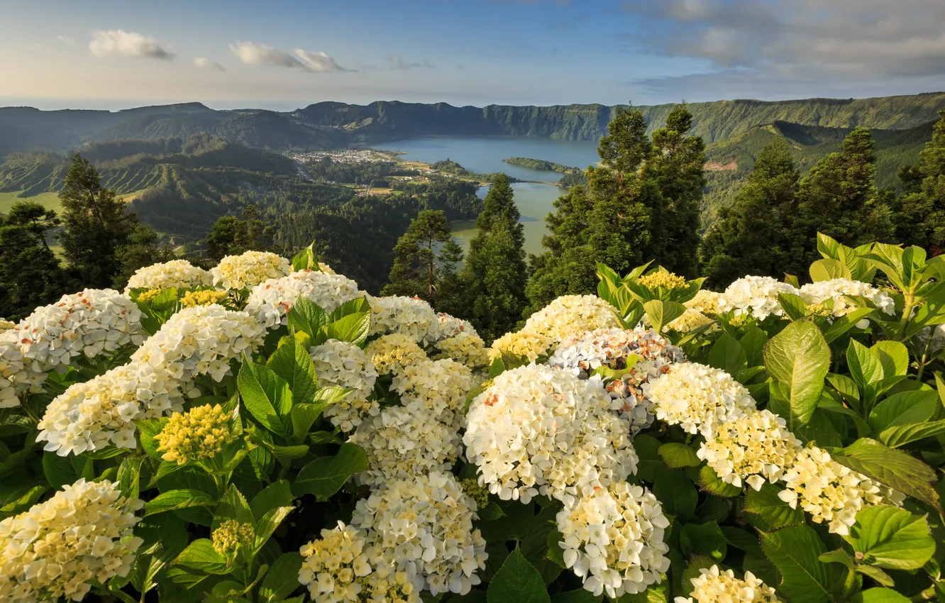Photo wallpaper flowers, mountains, Portugal, Portugal, hydrangeas, Azores, Ponta Delgada, Ponta Delgada