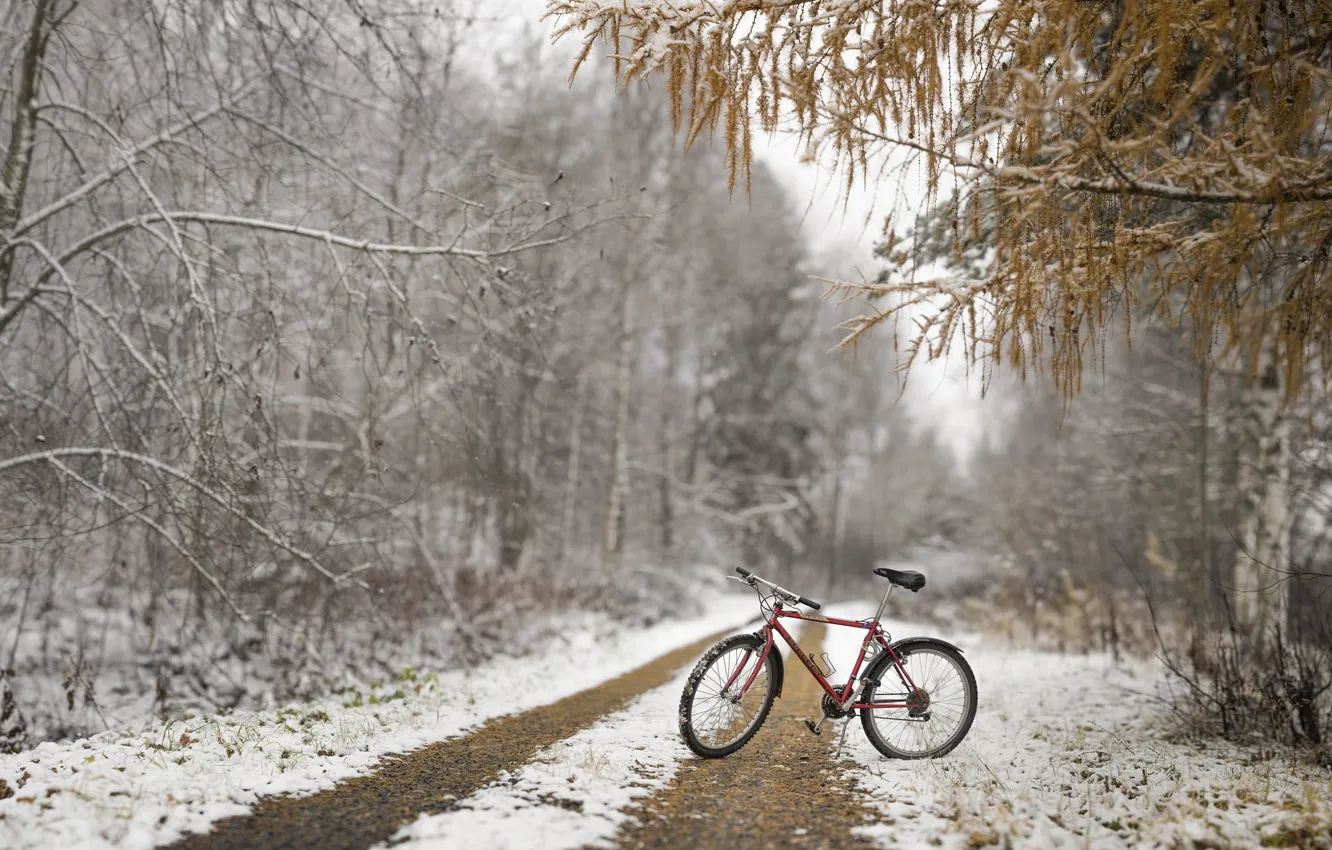 Photo wallpaper autumn, forest, snow, bike