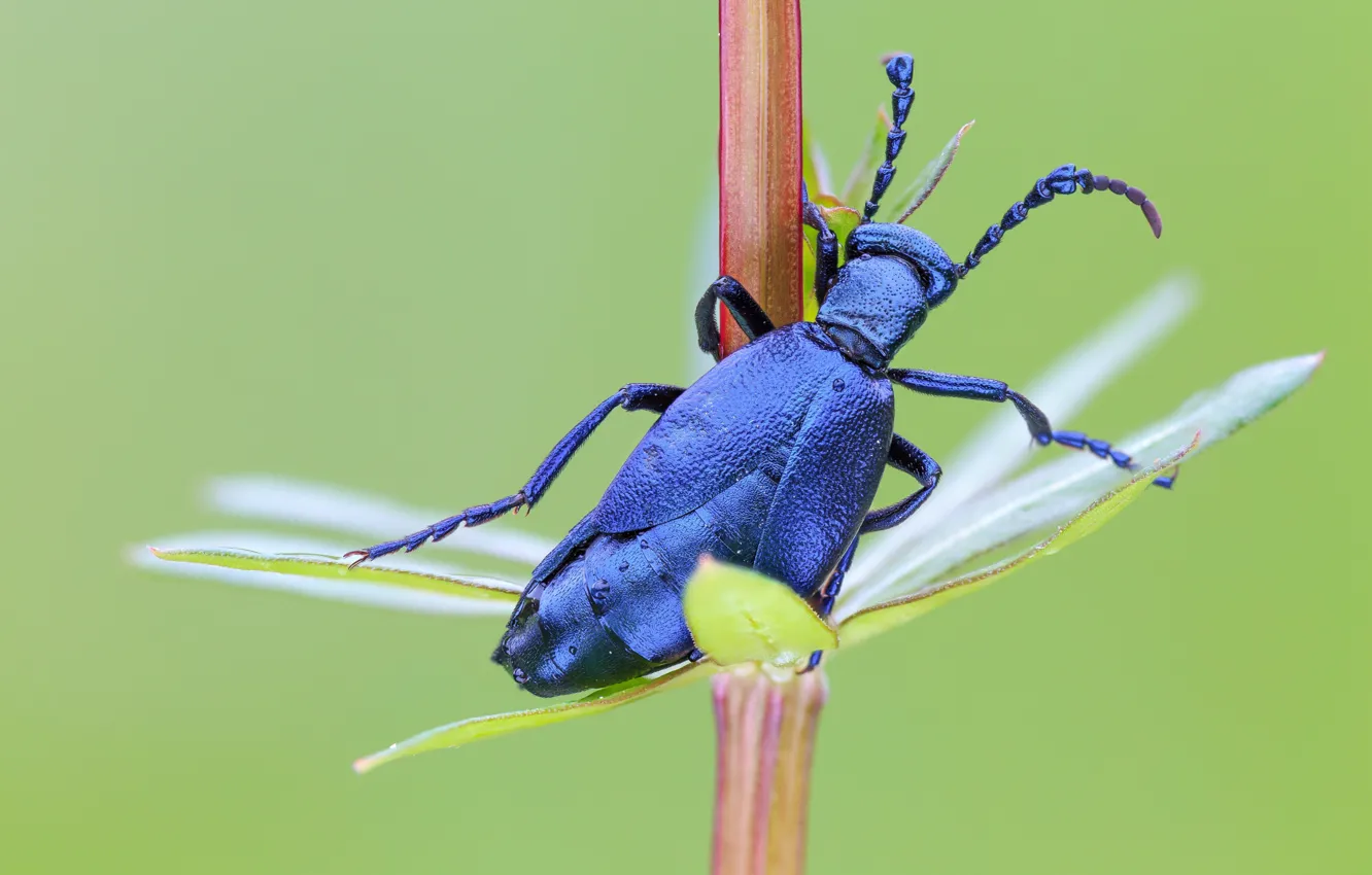 Photo wallpaper macro, blue, background, beetle, stem, insect, brilliant