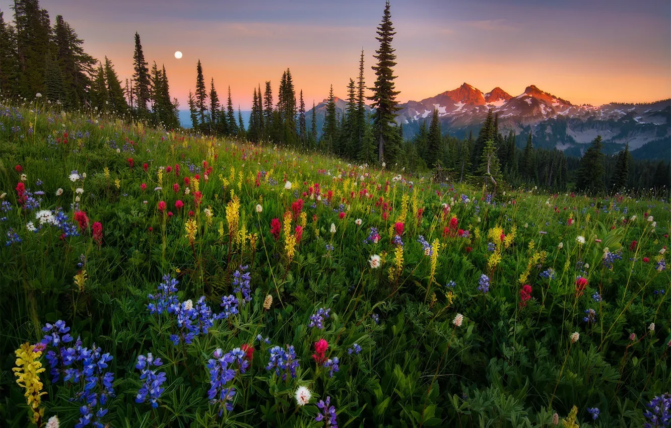 Photo wallpaper forest, the sky, grass, trees, sunset, mountains, nature, Park