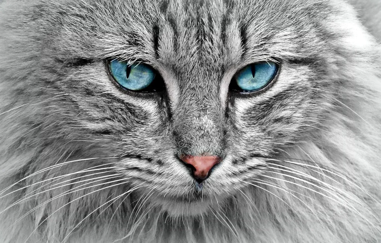 Photo wallpaper close-up, beauty, pussy, close-up, meow, meow, blue eyes, grey cat