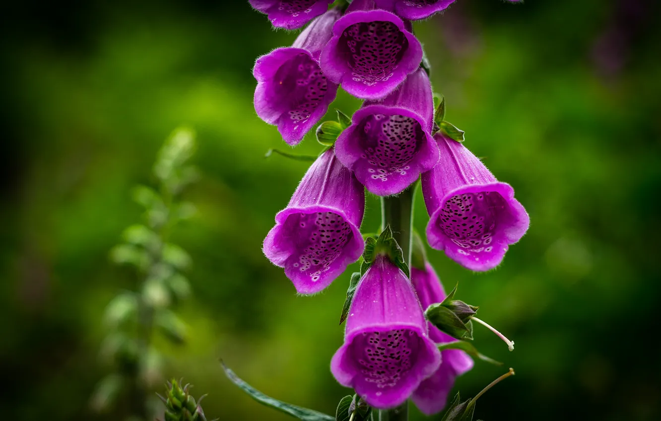 Photo wallpaper macro, nature, petals, stem, inflorescence