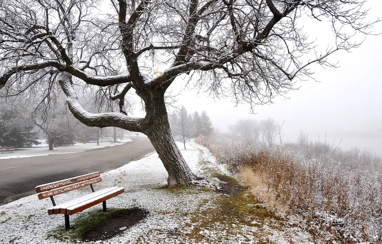 Photo wallpaper winter, road, snow, trees, fog, bench