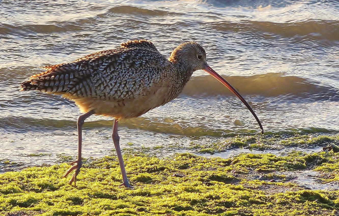 Photo wallpaper water, bird, shore, beak, Curlew