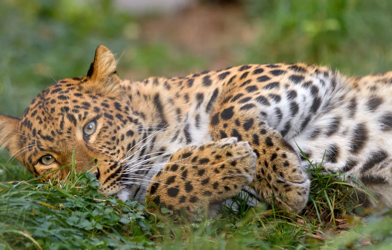 Photo wallpaper cat, grass, stay, leopard, Amur