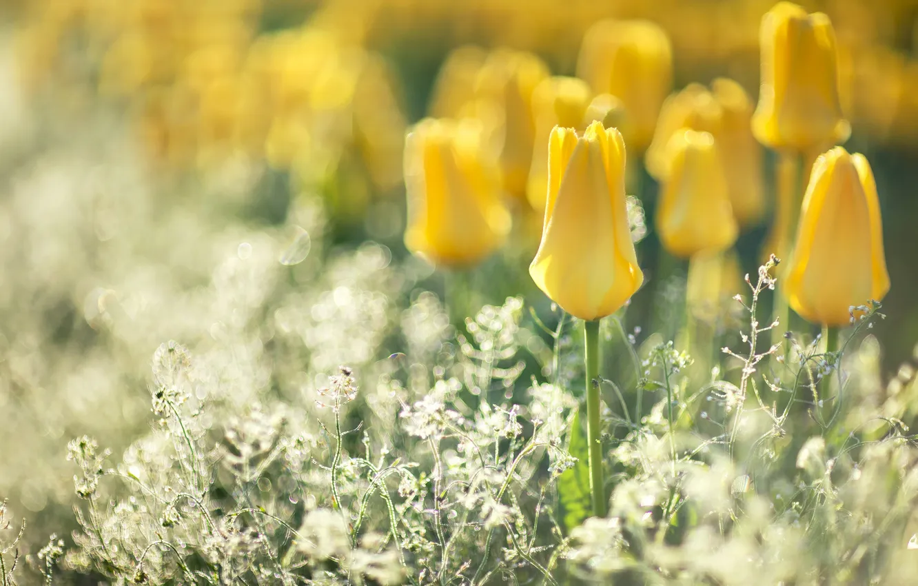 Photo wallpaper flowers, glare, blur, tulips, yellow