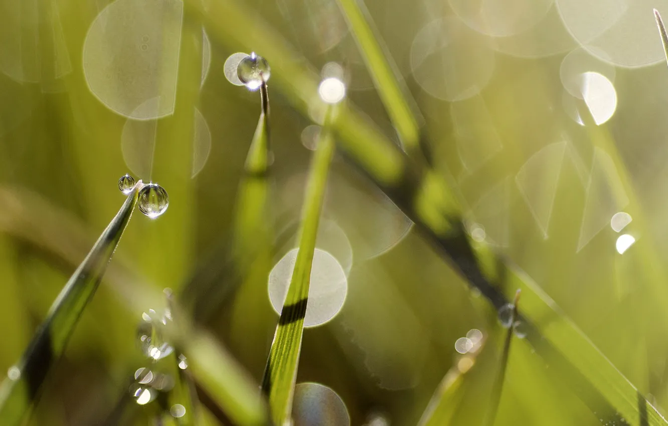 Photo wallpaper summer, grass, Rosa, summer, grass, dew