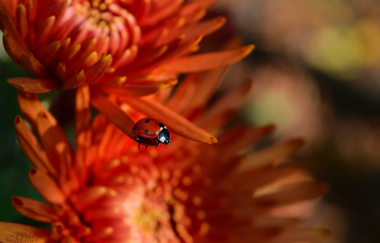 Photo wallpaper Flowers, Ladybug, Flowers, Insect
