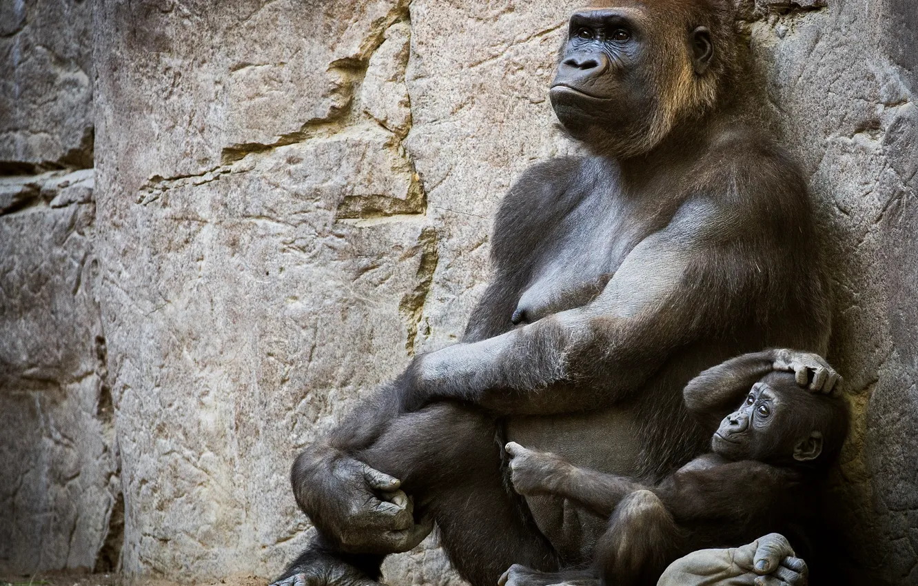 Photo wallpaper gorilla, cub, humanoid